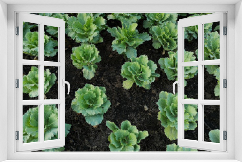Fototapeta Naklejka Na Ścianę Okno 3D - Chinese kale Vegetable garden in the farm