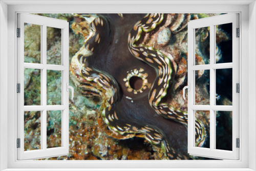Fototapeta Naklejka Na Ścianę Okno 3D - Giant clam in the Red sea.