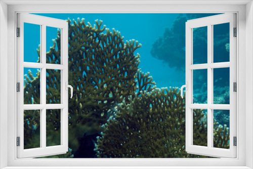 Fototapeta Naklejka Na Ścianę Okno 3D - Hard coral in the Red Sea