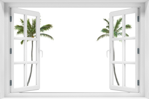 Fototapeta Naklejka Na Ścianę Okno 3D - Coconut palm full-size real trees isolated on alpha channel with clipping path. Cocos nucifera in all seasons.3d rendering for digital composition.