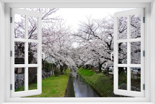 Fototapeta Naklejka Na Ścianę Okno 3D - 桜