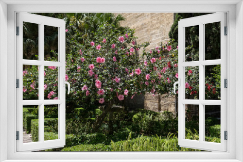 Fototapeta Naklejka Na Ścianę Okno 3D - Pink Hibiscus Shrub Flowering Profusely in Malaga