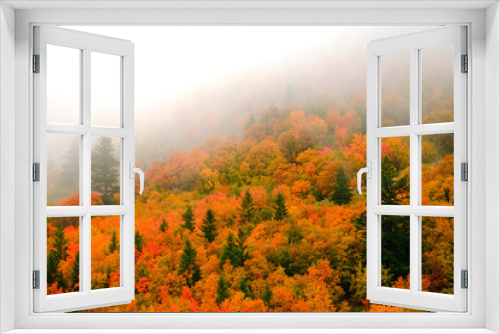 Fototapeta Naklejka Na Ścianę Okno 3D - Autumn Fall Maple and Pine Trees with Fog on Mountainside