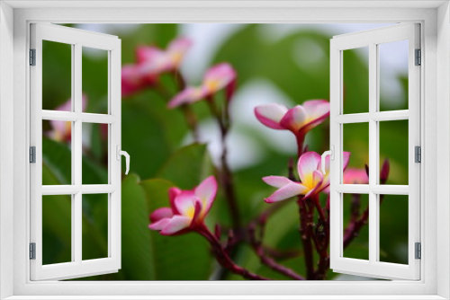 Fototapeta Naklejka Na Ścianę Okno 3D - Colorful flowers.Group of flower.group of yellow white and pink flowers (Frangipani, Plumeria) White and yellow frangipani flowers with leaves in background.Plumeria flower blooming