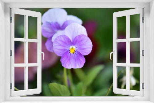 Fototapeta Naklejka Na Ścianę Okno 3D - purple flower in the garden
