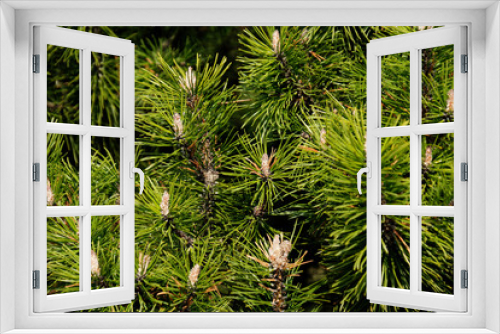 Fototapeta Naklejka Na Ścianę Okno 3D - Pinus mugo, flowering and young shoots, European elm pine