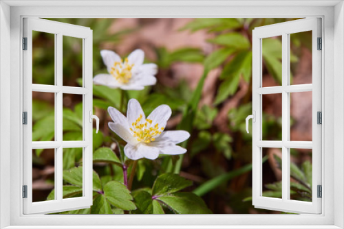 Fototapeta Naklejka Na Ścianę Okno 3D - White anemone nemorosa flowers in the forest in a sunny day. Wild anemone, windflowers, thimbleweed.