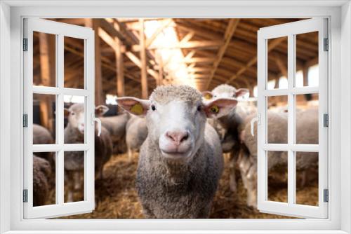 Fototapeta Naklejka Na Ścianę Okno 3D - Sheep looking at camera in the wooden barn. In background group of sheep animals standing and eating on the farm.