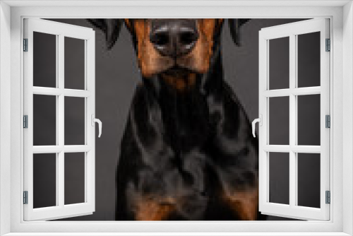 Fototapeta Naklejka Na Ścianę Okno 3D - Dobermann