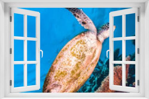 Fototapeta Naklejka Na Ścianę Okno 3D - Green sea turtle swimming in the wild among pristine and colorful coral reef