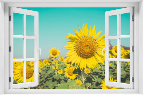 Fototapeta Naklejka Na Ścianę Okno 3D - Beautiful blooming sunflowers in field farming garden with clear sunny day blue sky background in the summer morning, Thailand. Sunflowers oil is the non-volatile oil from seeds.