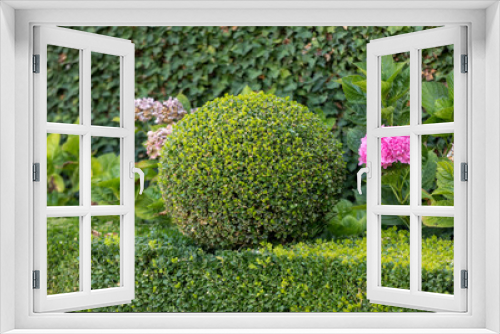 Fototapeta Naklejka Na Ścianę Okno 3D - Manicured garden shrubs. Green garden balls in France