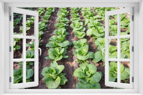 Fototapeta Naklejka Na Ścianę Okno 3D - Fresh organic vegetables grown on city farms (lettuce, cabbage, kohlrabi, etc.)