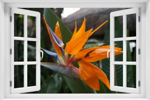 Fototapeta Naklejka Na Ścianę Okno 3D - Papageienblume