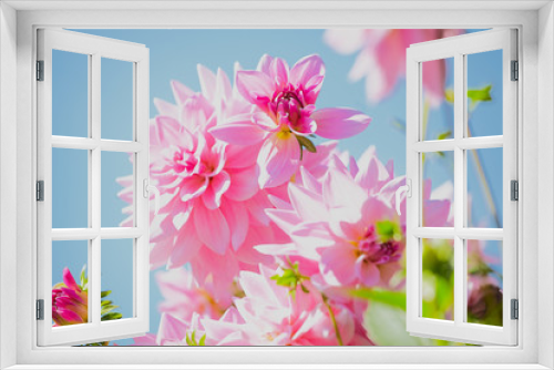 Fototapeta Naklejka Na Ścianę Okno 3D - Dahlie rosa