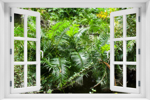 Fototapeta Naklejka Na Ścianę Okno 3D - Rattan Tree