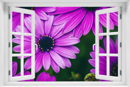 Fototapeta Naklejka Na Ścianę Okno 3D - Natural floral background and texture. Beautiful vibrant purple chrysanthemum flowers. Panorama banner format