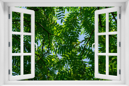 Fototapeta Naklejka Na Ścianę Okno 3D - Lot of beautiful tracery young bright green leaves of Rhus typhina (Staghorn sumac, Anacardiaceae) in natural sunlight on blue sky background. Wonderful wallpaper concept for natural design.