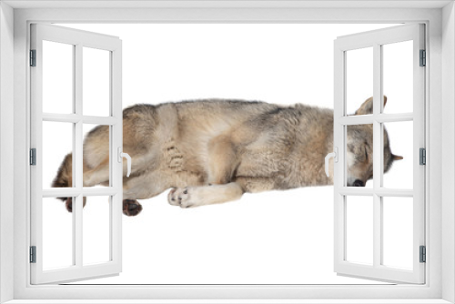 Fototapeta Naklejka Na Ścianę Okno 3D - Sleeping wolf isolated on a white background.