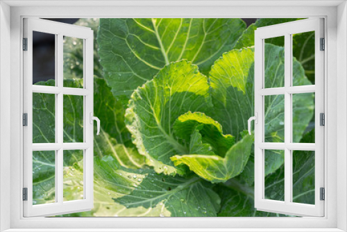 Fototapeta Naklejka Na Ścianę Okno 3D - Cabbage vegetables in harvest field for health, food and agriculture concept design