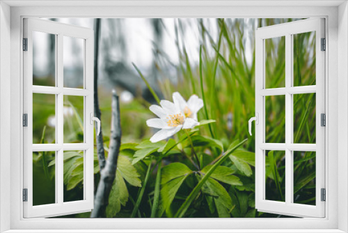 Fototapeta Naklejka Na Ścianę Okno 3D - Rozkwitające wiosenne kwiaty przebiśniegi