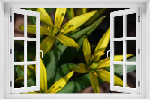 Fototapeta Naklejka Na Ścianę Okno 3D - Waldgelbstern