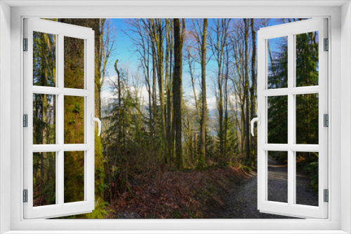 Fototapeta Naklejka Na Ścianę Okno 3D - hiking trail in forest - BC