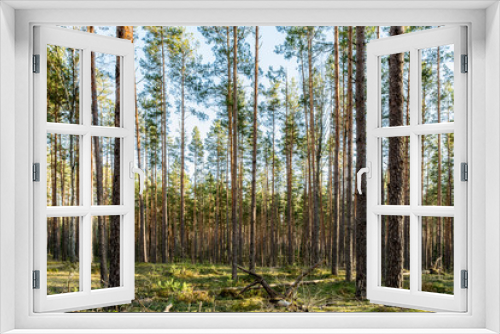 Fototapeta Naklejka Na Ścianę Okno 3D - Pine forest in the rays of sunlight. Green moss with stumps and felled trunks. Spring clear evening with blue sky and clouds. Nature background