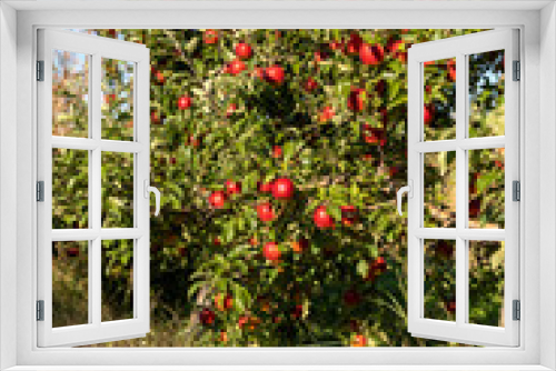 Fototapeta Naklejka Na Ścianę Okno 3D - Bushel baskets for apple picking