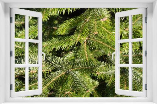 Fototapeta Naklejka Na Ścianę Okno 3D - Closeup of pine tree branch with green needles as Christmas or New Year greeting card background