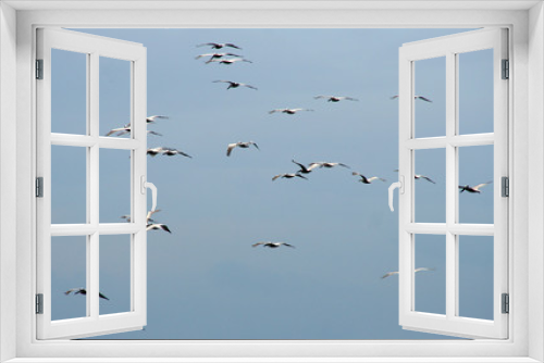 Fototapeta Naklejka Na Ścianę Okno 3D - fliegende pelikane