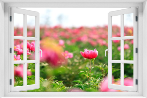 Fototapeta Naklejka Na Ścianę Okno 3D - 붉게 피어난 아름다운 모란꽃