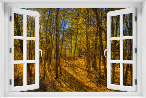 Fototapeta Naklejka Na Ścianę Okno 3D - autumn in the forest with ground full of yellow leaves