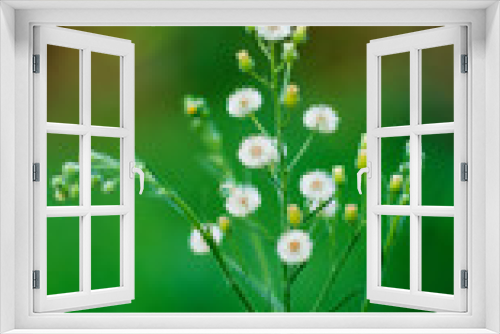 Fototapeta Naklejka Na Ścianę Okno 3D - beautiful white flower image | fresh white coloured flowers closeup view |  flower found near indian river ganga 