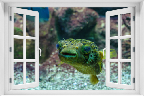 Fototapeta Naklejka Na Ścianę Okno 3D - Fisch unter Wasser mit Blick in die Kamera