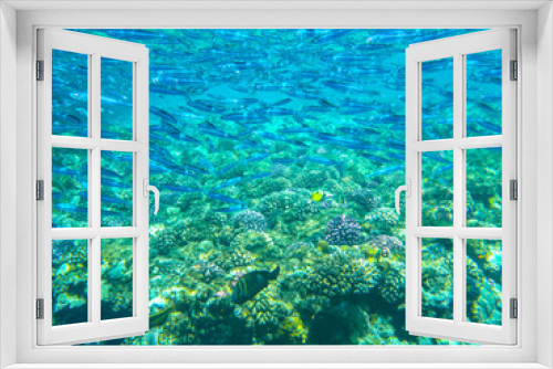 Fototapeta Naklejka Na Ścianę Okno 3D - Fischschwarm Tauchen Rotes Meer Ägypten