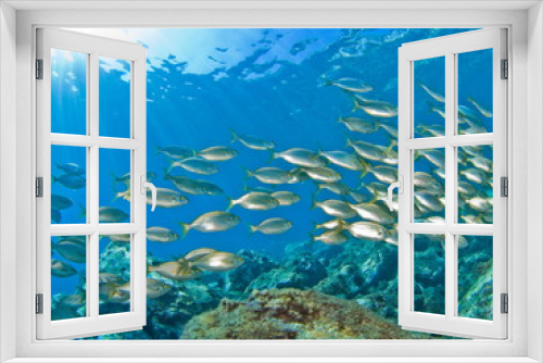 Fototapeta Naklejka Na Ścianę Okno 3D - School of fish in the Mediterranean. Underwater scenery.