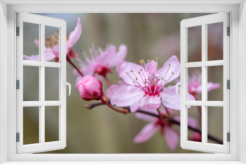 Fototapeta Naklejka Na Ścianę Okno 3D - cherry blossom in spring