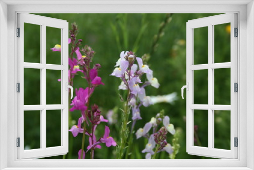 Fototapeta Naklejka Na Ścianę Okno 3D - Blumen im Wildgarten