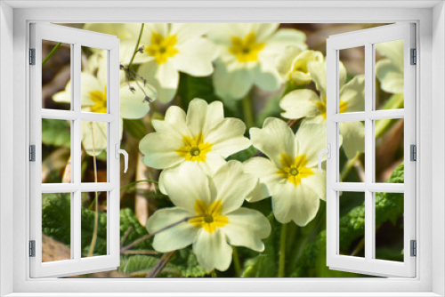 Fototapeta Naklejka Na Ścianę Okno 3D - Primrose, Detail of flower of Primula vulgaris. The common primrose or English primrose, European healthy flowering. Herbal medicine