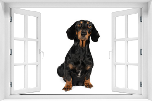 Fototapeta Naklejka Na Ścianę Okno 3D - Portrait of a black and tan dachshund dog sitting isolated on a white background