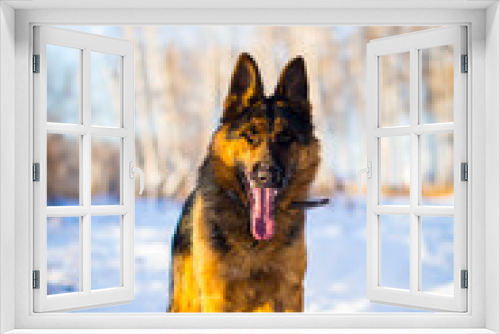 Fototapeta Naklejka Na Ścianę Okno 3D - Dog in snow