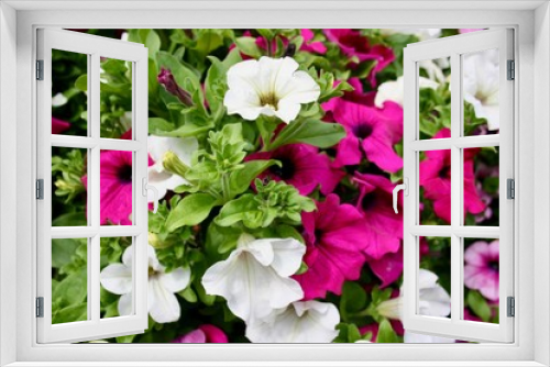 Fototapeta Naklejka Na Ścianę Okno 3D - Petunias de colores rosas y blancas