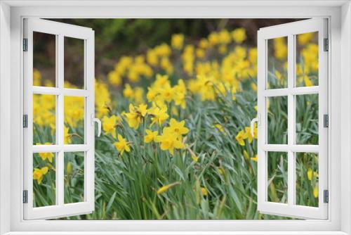 Fototapeta Naklejka Na Ścianę Okno 3D - field of yellow daffodils 
