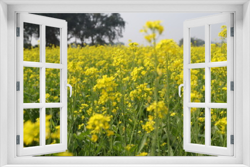 Fototapeta Naklejka Na Ścianę Okno 3D - Mustard field with bright yellow mustard flowers
