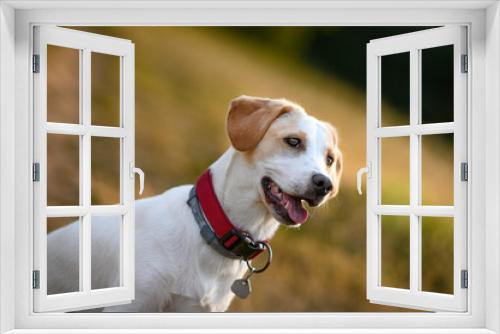 Fototapeta Naklejka Na Ścianę Okno 3D - Beautiful healthy nice dog mixed breed collie in summer evening meadow. Sun in background, golden hour.