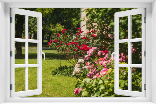 Fototapeta Naklejka Na Ścianę Okno 3D - Garden or patio with red and pink roses in front of an apartment city block on a summer day.