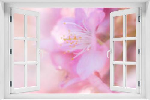 Fototapeta Naklejka Na Ścianę Okno 3D - Cherry Blossom, Macro, Close-up, Bokeh, Kawazu-Zakura, Sakura, O-Hanami, Izu, Japan