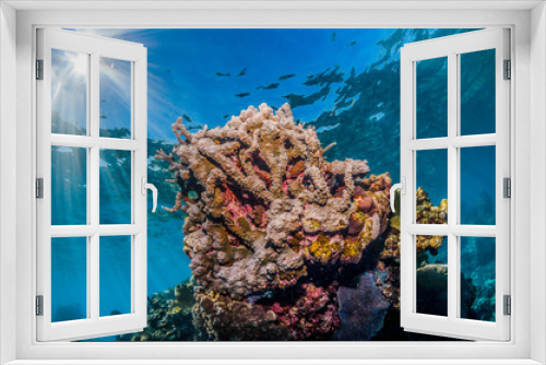 Fototapeta Naklejka Na Ścianę Okno 3D - Colorful coral reef in crystal clear blue ocean