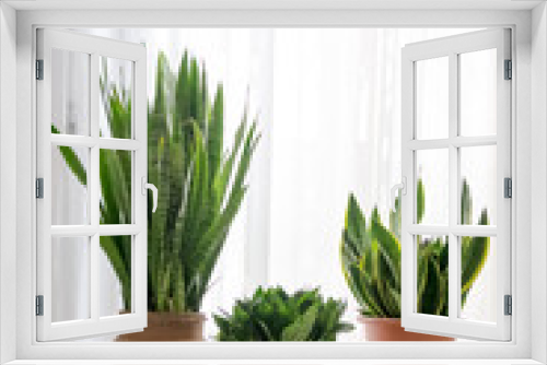 Fototapeta Naklejka Na Ścianę Okno 3D - Three beautiful Sanseveria plants in a minimal white interior,in front of of bright window with curtain